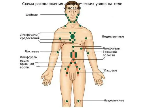 паховий лімфаденіт чоловіки запалення лімфовузол пах збільшення лікування
