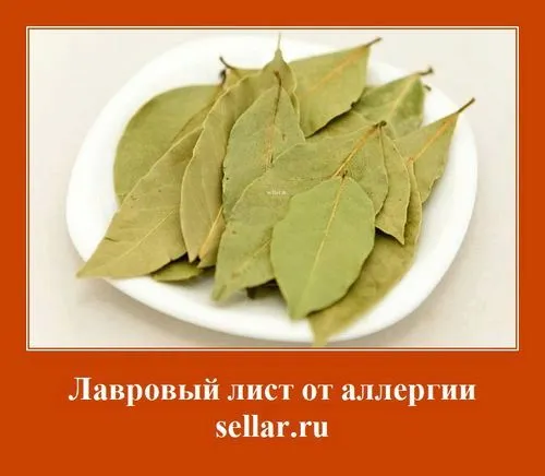 лавровий лист від алергії лікування алергії лавровим листом чим корисний лавровий лист від алергії