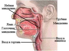 як лікувати хронічний тонзиліт ніж лікування видалення мигдалин