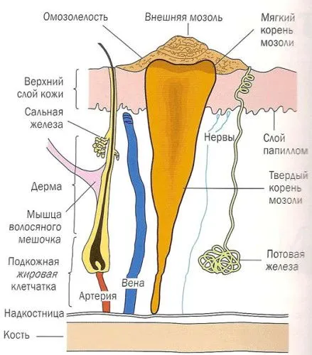ступні