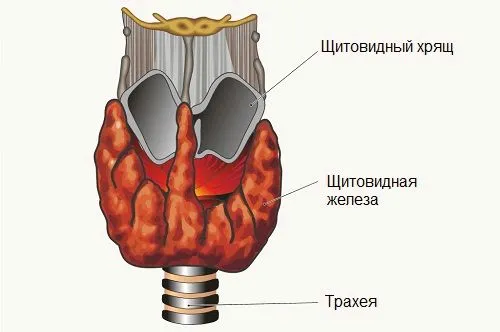 як вилікувати мастопатію гомеопатією
