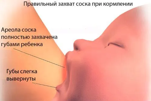 молочний проток