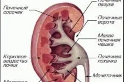 болять нирки температура 37