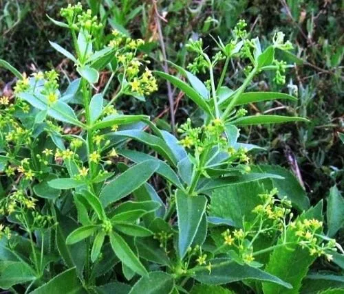 як лікувати остеохондроз грудного відділу в домашніх умовах