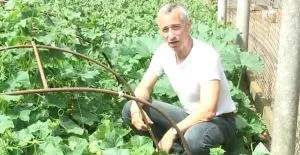 лікування геморою огірком доктор попів
