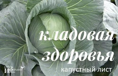 Капустяний лист як лікувати суглоби капустою