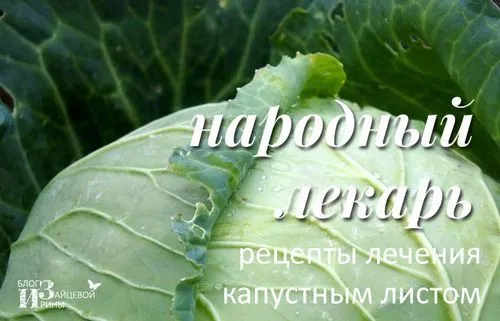 Капустяний лист капустяний лист. лікувальні властивості. компрес з капустяного листа