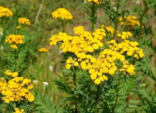 як лікувати опісторхоз в домашніх умовах