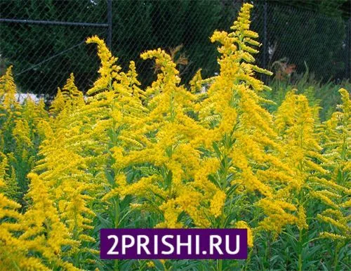 лікувати прищі підліткові