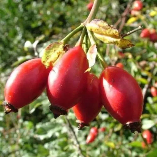 лікувати ларингіт будинку