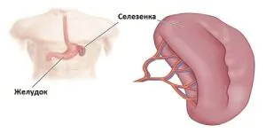 у дитини селезінка збільшилася