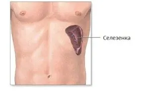 збільшена селезінка