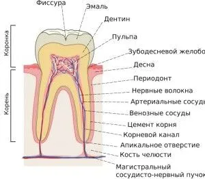 як лікувати застуджені ясна