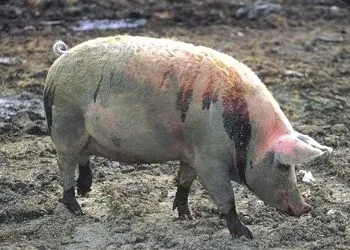 як лікувати поросят від корости