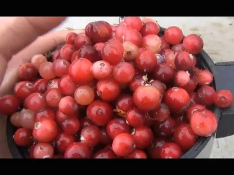 як лікувати пухку печінку
