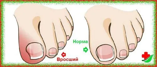 домашні