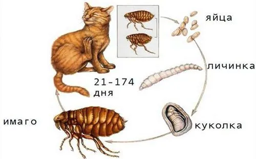 лікувати блошиний дерматит