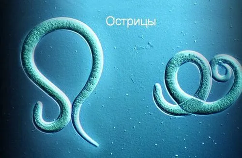 Таблетки від гостриків у дорослих як довго лікуватися від гостриків
