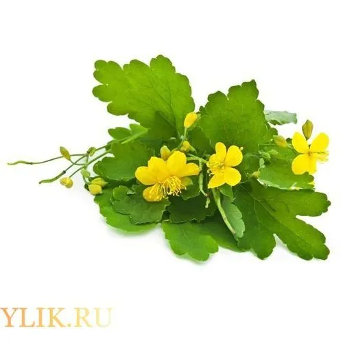 чистотіл лікування допомогу шлунок поліпи виразка