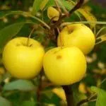 лікувати чорний рак яблунь