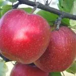 лікувати чорний рак яблунь