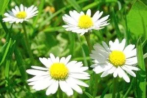 лікувати мастопатію в домашніх умовах