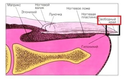 нігтьове ложе гиперкератоз відшарування пластина лікування ніготь після видалення