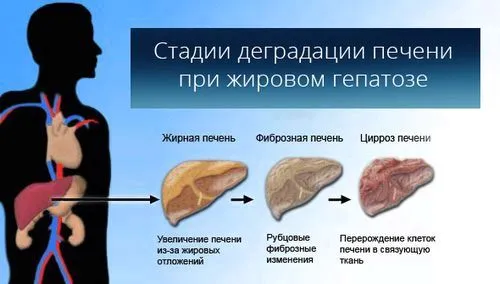 як харчуватися щоб вилікувати печінку