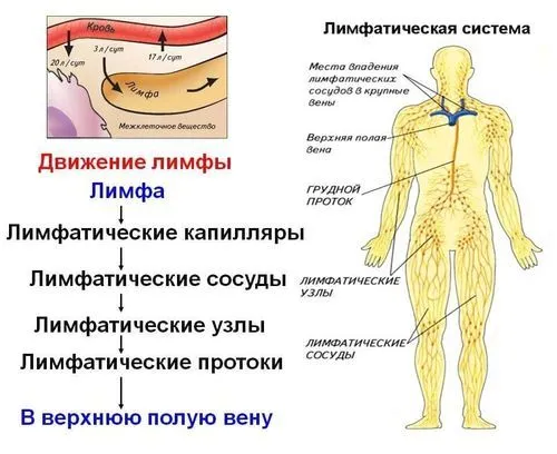 як лікувати лімфостаз народними засобами