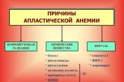 органи кровотворення