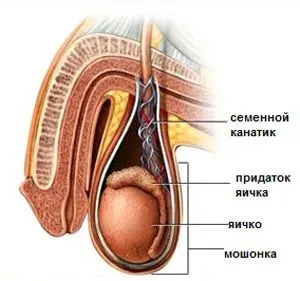 Варикоцеле у підлітків і дітей: причини, симптоми і лікування як лікувати варикоз у підлітка