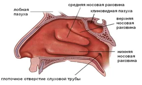 Хронічний гіпертрофічний риніт: причини, симптоми, ознаки, лікування... хронічний гіпертрофічний нежить