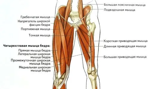 як лікувати розтягнення внутрішніх м'язів стегна
