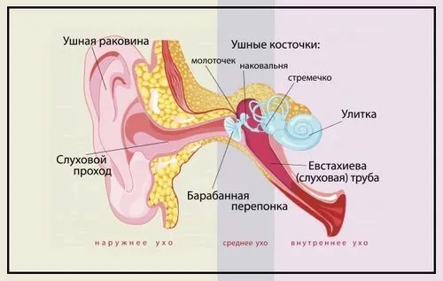 Що робити при переломі вуха чи можна вилікувати зламані вуха