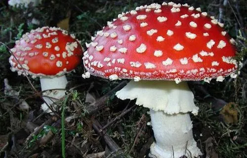 як лікувати отруєння грибами