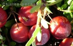 стакан