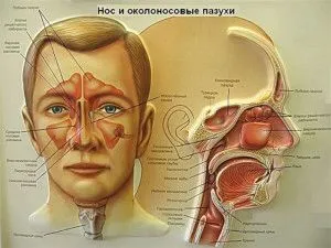 народні рецепти від гаймориту в домашніх умовах