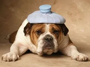 лікування мігрень чоловік очна голова діти можна вестибулярна народний метод сучасний медикаментозний спосіб захворювання п'явка засіб