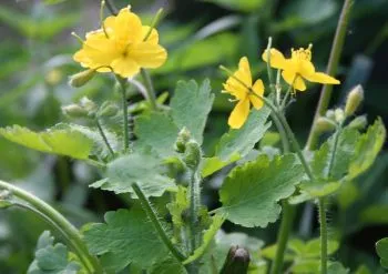 як лікувати псоріаз голови народними засобами