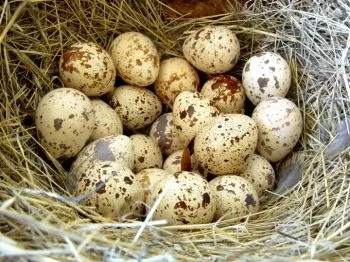 як лікувати кісту селезінки