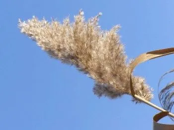 як лікувати кісту селезінки
