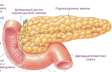 харчування