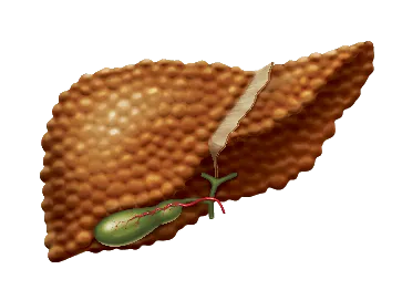 печінку