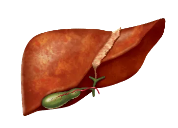 печінку