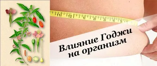як ягоди годжі впливають на організм