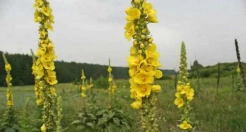 як лікувати вуха сіллю