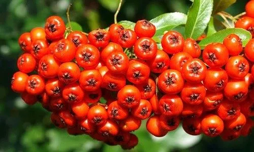 чи можна лікувати генітальні бородавки