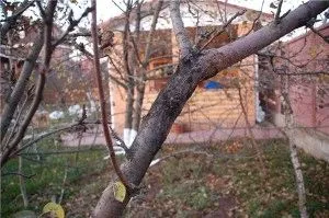 лікувати чорний рак яблунь