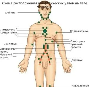 запалення лімфовузлів на шиї під пахвою в паху лікування народними засобами