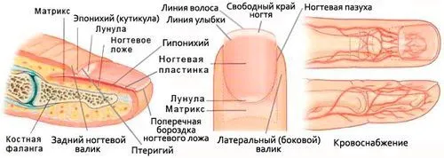 як вилікувати хворі нігті на ногах
